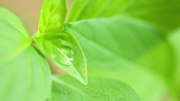 Super Slow Motion Shot Water Droplet Falling Fresh Green Leaf — Wideo stockowe