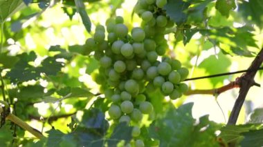Yavaş Hareketli Olgun Beyaz Üzümlü Gimbal shot. Gündoğumunda, İtalyan Üzümbağında çekilmiş..