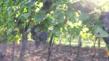 Yavaş çekim Gimbal shot 'ı, olgun kırmızı üzümler. Gündoğumunda, İtalyan Üzümbağında çekilmiş..