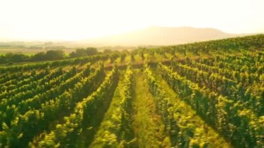 Sunny Wineyard 'ın Gündoğumunda Hava Aracı Çekimi.