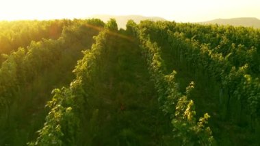 Sunny Wineyard 'ın Gündoğumunda Hava Aracı Çekimi.
