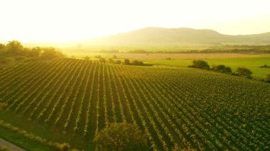 Sunny Wineyard 'ın Gündoğumunda Hava Aracı Çekimi.
