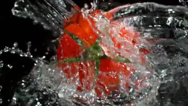 Super Slow Motion Shot Tomate Entière Rotative Eau Éclaboussure Isolée — Video