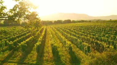 Sunny Wineyard 'ın Gündoğumunda Hava Aracı Çekimi.