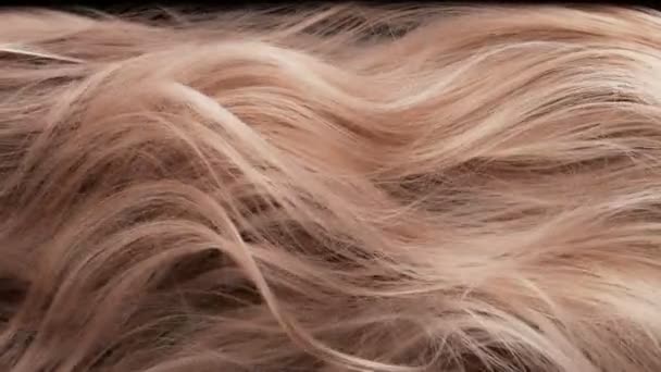 Super Slow Motion Shot Waving Light Brown Highlighted Hair Bei — Stockvideo