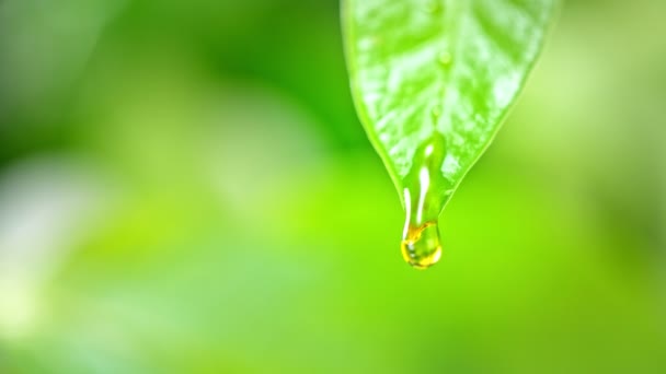 Super Slow Motion Macro Shot Water Droplet Queda Folha Verde — Vídeo de Stock
