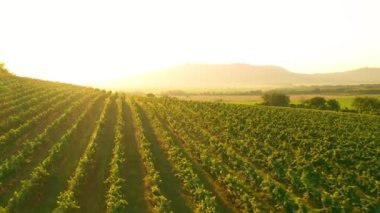 Sunny Wineyard 'ın Gündoğumunda Hava Aracı Çekimi.