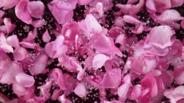 Super slow motion shot of flying pink rose petals and water drops isolated on black at 1000 fps. Filmed on high speed cinema camera in 4k..