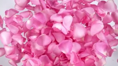 Super slow motion shot of flying pink rose petals towards camera on white Background at 1000 fps. Filmed on high speed cinema camera in 4k..