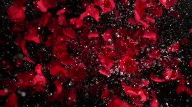 Super slow motion shot of flying red rose petals and water drops isolated on black at 1000 fps. Filmed on high speed cinema camera in 4k..