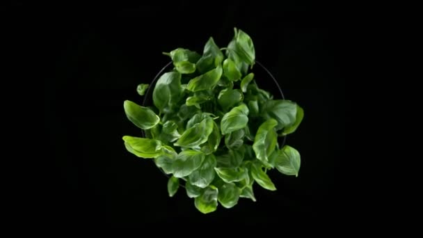 Super Slow Motion Shot Rotating Exploded Fresh Basil Leaves Black — Video