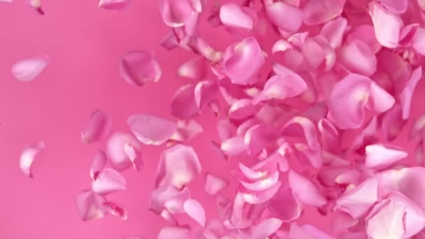 Сверхмедленный Снимок Летящих Розовых Лепестков Роз Сторону Камеры Розовом Фоне — стоковое видео