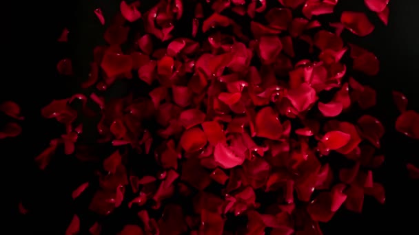 Супер Замедленный Снимок Полёта Красных Лепестков Роз Камере Изолированной Чёрной — стоковое видео