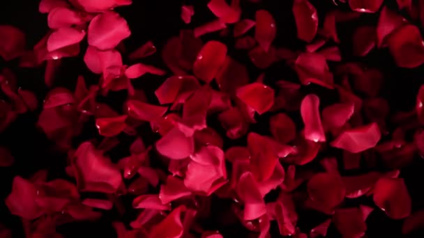1000 Fpsで黒で隔離されたカメラに向かって赤いバラの花びらを飛んでの超スローモーションショット 4Kの高速映画カメラで撮影 — ストック動画
