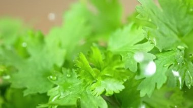 Super Slow Motion Shot of Water Drops Falling on Fresh Coriander at 1000fps. Shooted with High Speed Cinema Camera at 4K Resolution.