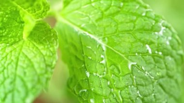 Süper Yavaş Çekim Suyu Düşürme Taze Nane Yaprağı 'na düşüyor. 4K Çözünürlükte Yüksek Hız Sinema Kamerası ile Çekildi.