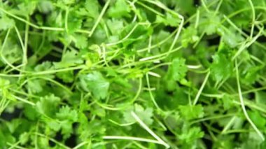 Super Slow Motion Shot of Flying Fresh Coriander Towards Camera at 1000fps. Shooted with High Speed Cinema Camera at 4K Resolution.