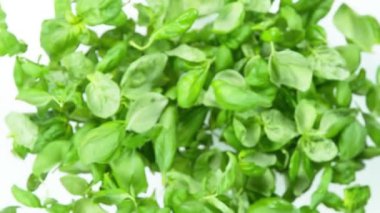 Uçan Taze Fesleğen 'in Süper Yavaş Çekimi Kameraya doğru 1000fps' te ayrılıyor. 4K Çözünürlükte Yüksek Hız Sinema Kamerası ile Çekildi.