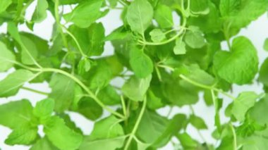 Flying Flying Fresh Mint 'in 1000 fps hızla kameraya doğru Süper Yavaş Çekimi. 4K Çözünürlükte Yüksek Hız Sinema Kamerası ile Çekildi.