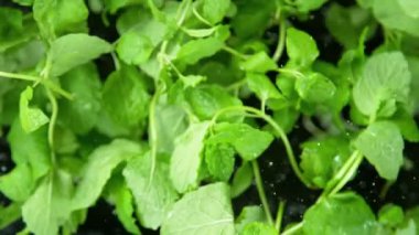 Flying Flying Fresh Mint 'in 1000 fps hızla kameraya doğru Süper Yavaş Çekimi. 4K Çözünürlükte Yüksek Hız Sinema Kamerası ile Çekildi.