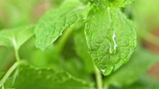 Super Slow Motion Shot Water Drop Falling Fresh Mint Leaf — Vídeos de Stock