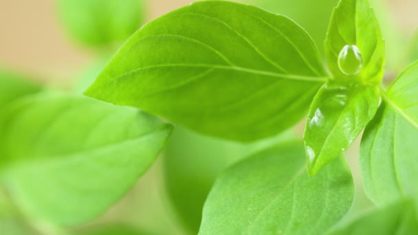 Super Slow Motion Skott Vatten Släppa Faller Fresh Green Leaf — Stockvideo