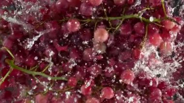 Super Slow Motion Shot of Fresh Red Grape Wine Falling into Water on Purple Background at 1000 fps. Filmed with High Speed Cinema Camera in 4K.
