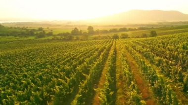 Sunny Wineyard 'ın Gündoğumunda Hava Aracı Çekimi.