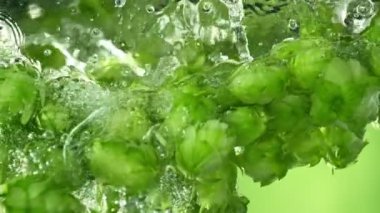 Taze Yeşil Arkaplan 'da suya düşen Olgun Bira Çubuklarının Süper Yavaş Çekimi. Yüksek Hız Sinema Kamerası, 4K.