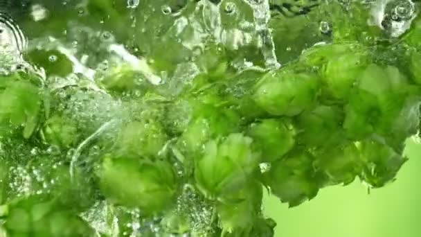 Super Slow Motion Skott Mogna Ölhumle Fallande Vatten Fresh Green — Stockvideo