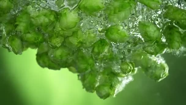 Super Slow Motion Skott Mogna Ölhumle Fallande Vatten Fresh Green — Stockvideo