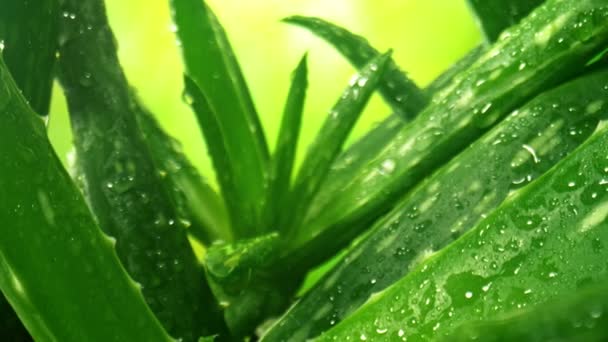 Super Slow Motion Shot Camera Moving Aloe Vera Plant Water — стоковое видео