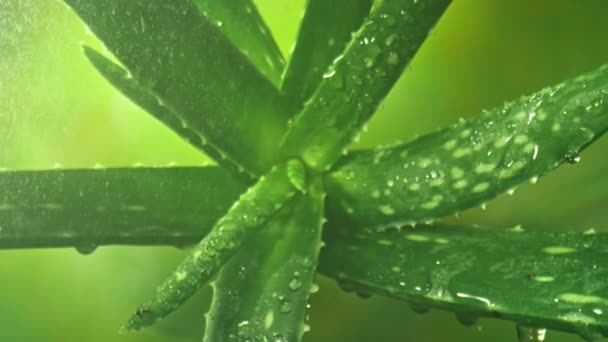 Super Slow Motion Shot Camera Moving Fresh Aloe Vera Plant — Wideo stockowe