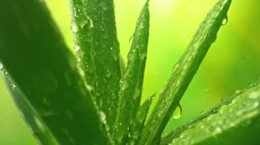 Aloe Vera Tesisi 'nden 500fps' te Su Damlaları ile geri hareket eden Süper Yavaş Kamera Görüntüsü. Yüksek hızlı sinema kamerasıyla çekildi, 4K.