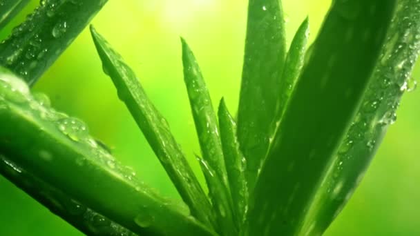 Super Slow Motion Shot Camera Przesuwając Się Tyłu Fabryki Aloe — Wideo stockowe