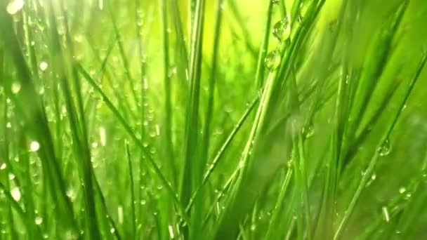 1000Fpsの雨の中の新鮮な緑の草の間を滑るカメラの極度の遅い動きのマクロのショット 高速シネマカメラで撮影 — ストック動画