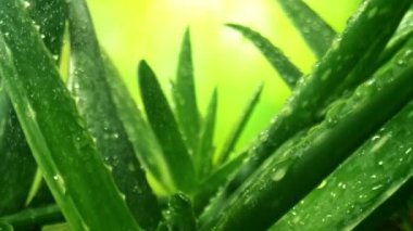 Süper Yavaş Kamera Görüntüsü, 500 flapta Su Damlaları ile Taze Aloe Vera Tesisine Gidiyor. Yüksek hızlı sinema kamerasıyla çekildi, 4K.