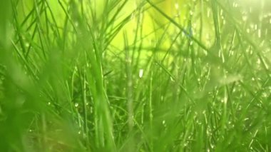 Yağmurda Taze Yeşil Çimenler Arasında Kayan Kamera Süper Yavaş Makro Görüntüsü. Yüksek Hız Sinema Kamerası, 4K.