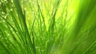 Yağmurda Taze Yeşil Çimenler Arasında Kayan Kamera Süper Yavaş Makro Görüntüsü. Yüksek Hız Sinema Kamerası, 4K.