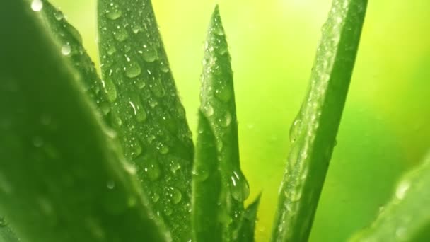 Super Slow Motion Shot Camera Movendo Para Trás Planta Aloe — Vídeo de Stock