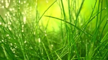 Yağmurda Taze Yeşil Çimenler Arasında Kayan Kamera Süper Yavaş Makro Görüntüsü. Yüksek Hız Sinema Kamerası, 4K.
