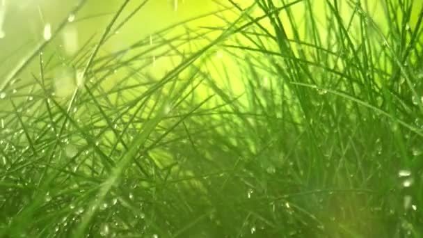 1000Fpsの雨の中の新鮮な緑の草の間を滑るカメラの極度の遅い動きのマクロのショット 高速シネマカメラで撮影 — ストック動画