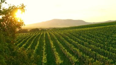 Sunny Wineyard 'ın Gündoğumunda Hava Aracı Çekimi.