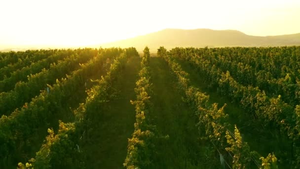 Aerial Drone Shot Sunny Wineyard Sunrise — Stok Video