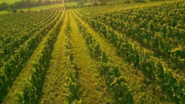 Sunny Wineyard 'ın Gündoğumunda Hava Aracı Çekimi.