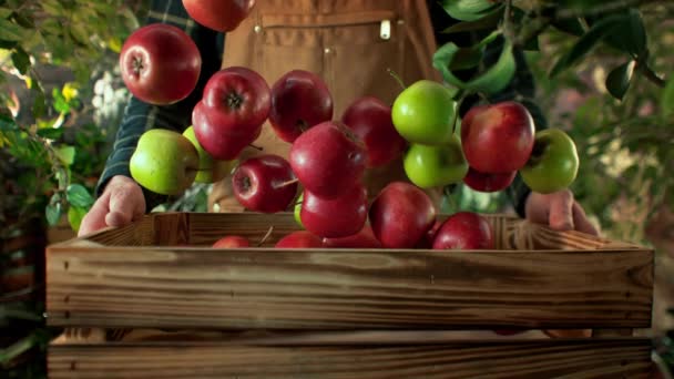 以1000Fps的速度 用4K解像度的高速电影摄影机拍摄的苹果掉进花园农民手中的木箱的超级慢动作镜头 — 图库视频影像