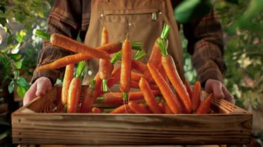 Çok Yavaş Havuç Çekimi, Bahçedeki Çiftçi Tarafından tutulan Tahta Kutuya Düşen Havuç Çekimi. Yüksek Hız Sinema Kamerası, 4k Çözünürlük.