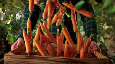 Çok Yavaş Havuç Çekimi, Bahçedeki Çiftçi Tarafından tutulan Tahta Kutuya Düşen Havuç Çekimi. Yüksek Hız Sinema Kamerası, 4k Çözünürlük.