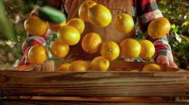 Limonların Tahta Kutuya Düşüşünün Süper Yavaş Çekimi. Bahçedeki bir çiftçi tarafından tutuluyor. Yüksek Hız Sinema Kamerası, 4k Çözünürlük.