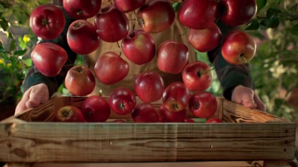 Супер Медленный Снимок Красных Аппликаций Падающих Сугроб Фермера Саду Скоростью — стоковое видео
